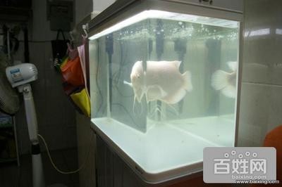 西安市長安區福馨花藝水族店（西安幸福路花卉市場）