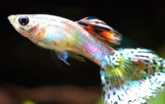 金龍魚燒尾