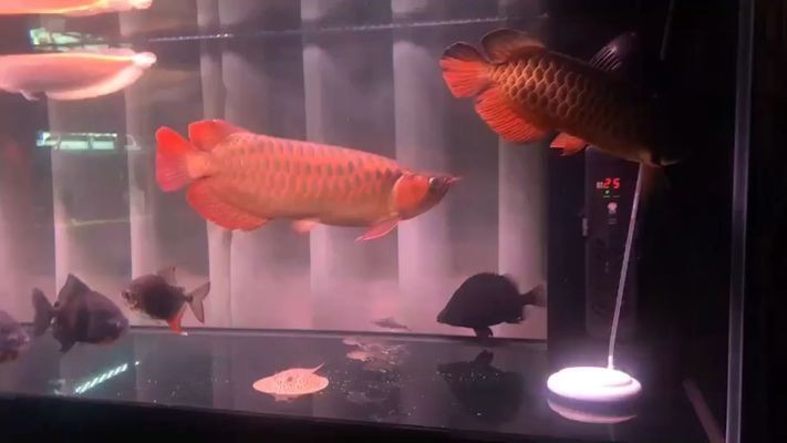 龍魚之巔論壇紅龍魚趴缸大家都怎么治療：紅龍魚趴缸怎么辦 龍魚之巔論壇紅龍魚趴缸大家都怎么治療：紅龍魚趴缸怎么辦 紅龍魚百科 第1張