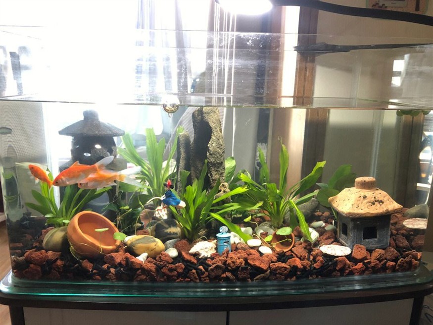如何制作一個生態魚缸視頻講解(如何制作一個生態魚缸視頻講解圖片)