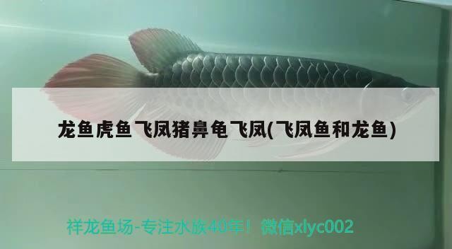 龍魚虎魚飛鳳豬鼻龜飛鳳(飛鳳魚和龍魚)