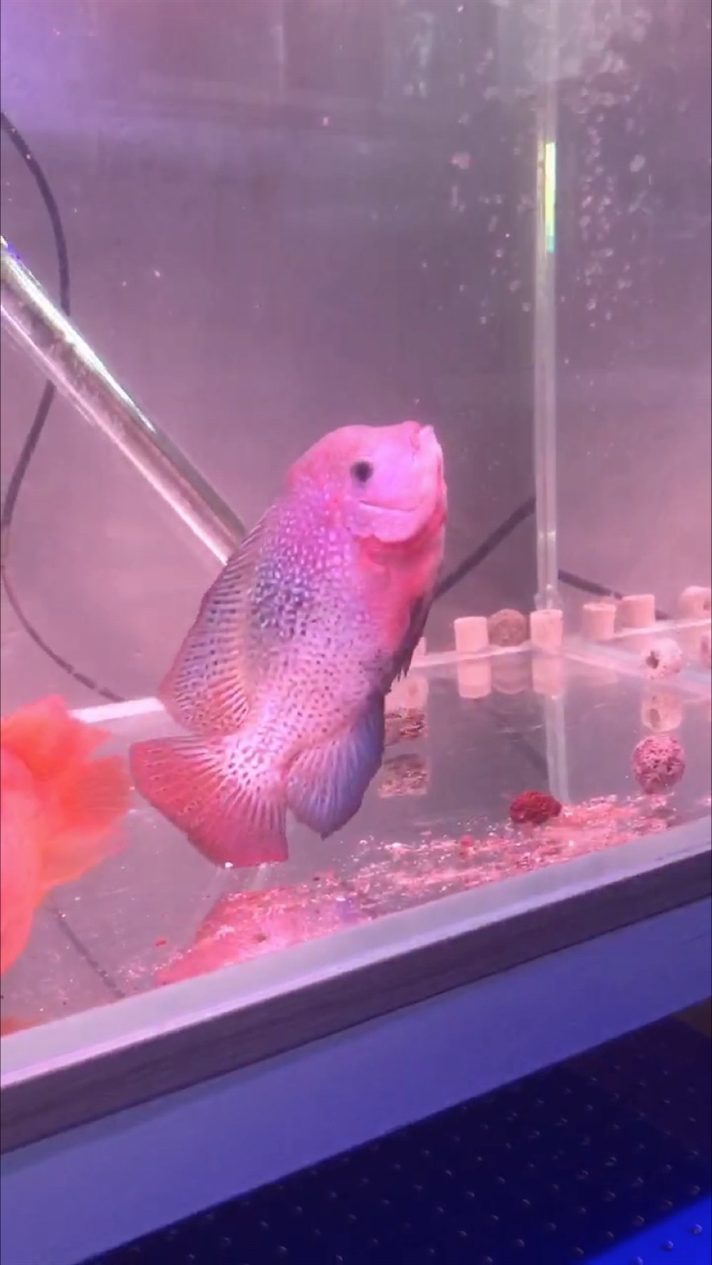 鸚鵡老婆回來了