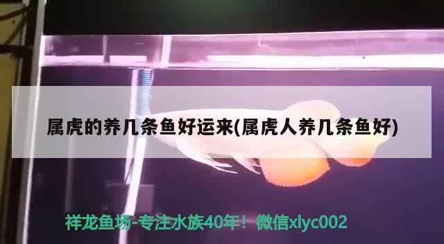 屬虎的養幾條魚好運來(屬虎人養幾條魚好)