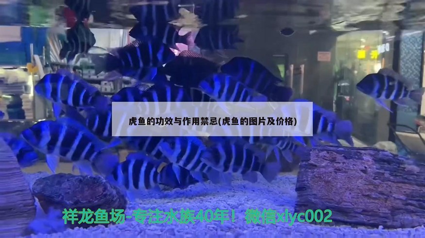 虎魚的功效與作用禁忌(虎魚的圖片及價(jià)格)