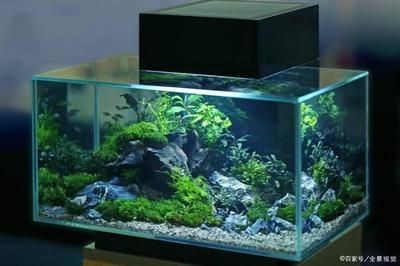1.2長的魚缸多寬合適：1.2米的魚缸多寬合適