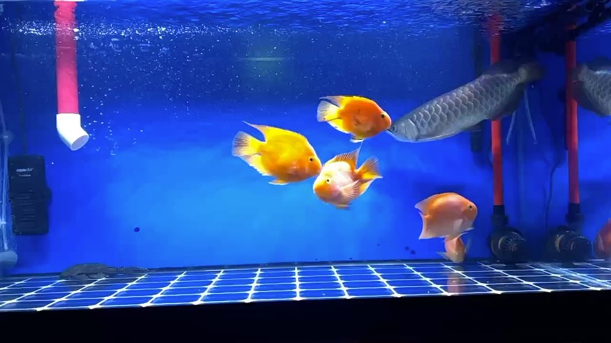 鸚鵡魚和銀龍魚混養怎樣喂食 慢鏡頭下的泳姿 龍魚論壇 慢鏡頭下的泳姿 慢鏡頭下的泳姿 龍魚論壇