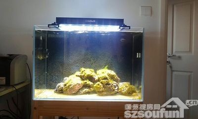 從風水角度魚缸放家里什么位置好：魚缸擺放位置對于家庭運勢和財富有著重要的影響