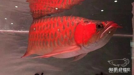 紅龍魚怎么喂養(yǎng)體型大 紅龍魚怎么喂養(yǎng)體型大 龍魚百科 第1張