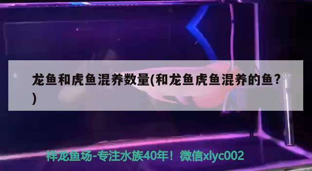 龍魚和虎魚混養數量(和龍魚虎魚混養的魚?) 龍魚和虎魚混養數量(和龍魚虎魚混養的魚?) 虎魚百科