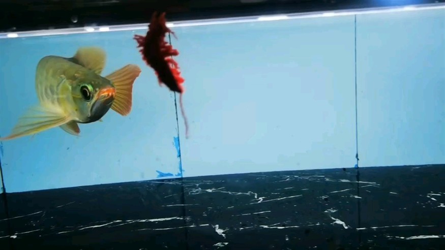 狀態好 狀態好 龍魚論壇