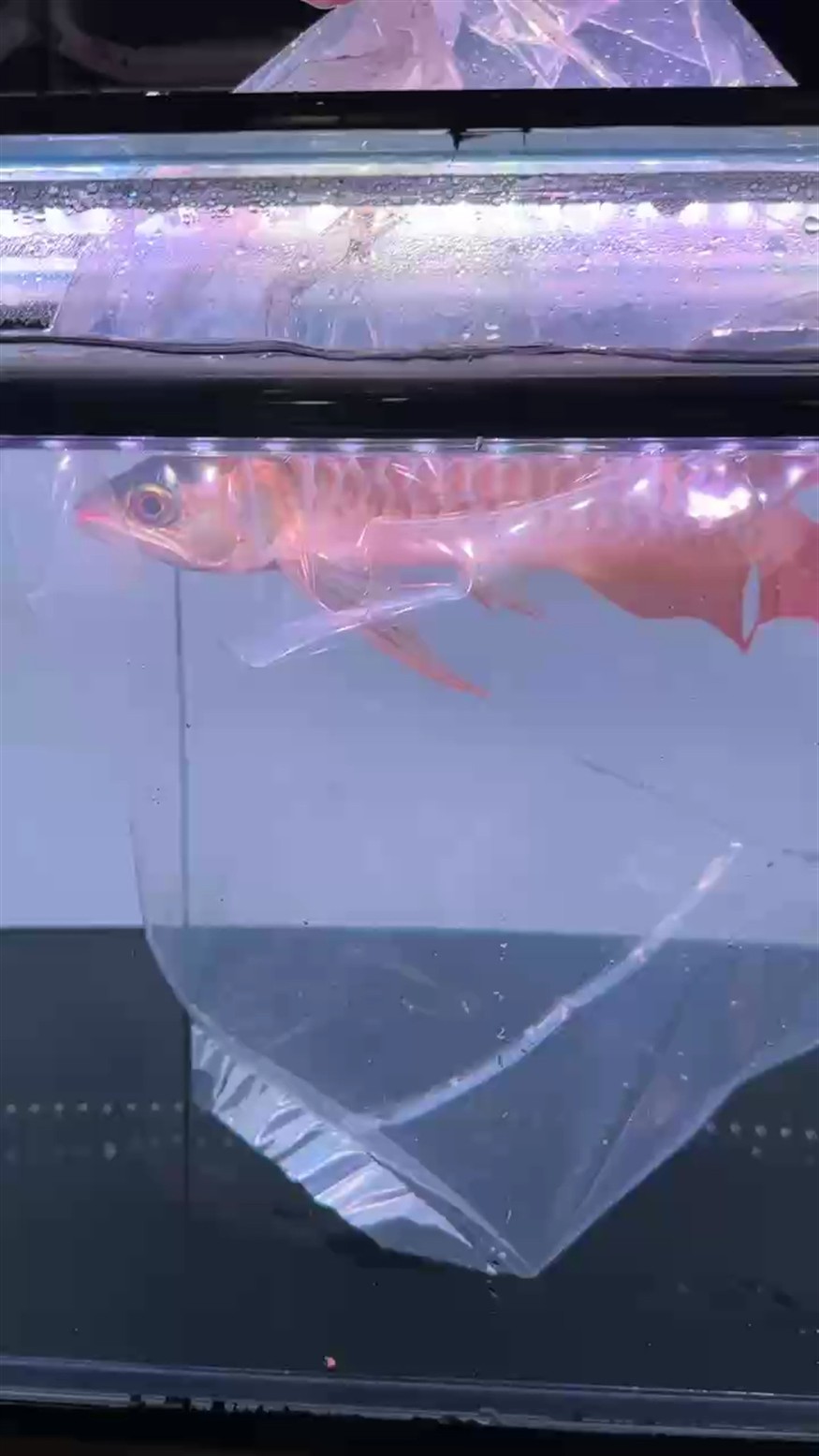 下掛大湖