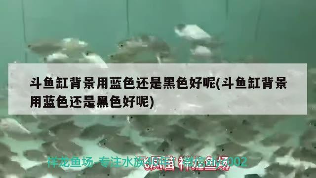 斗魚缸背景用藍色還是黑色好呢(斗魚缸背景用藍色還是黑色好呢) 斗魚缸背景用藍色還是黑色好呢(斗魚缸背景用藍色還是黑色好呢) 豬鼻龜百科