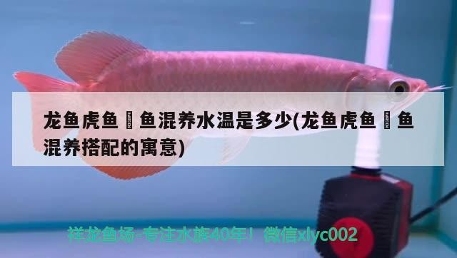 龍魚虎魚魟魚混養水溫是多少(龍魚虎魚魟魚混養搭配的寓意)