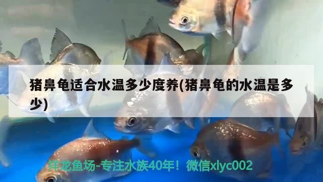 豬鼻龜適合水溫多少度養(豬鼻龜的水溫是多少)