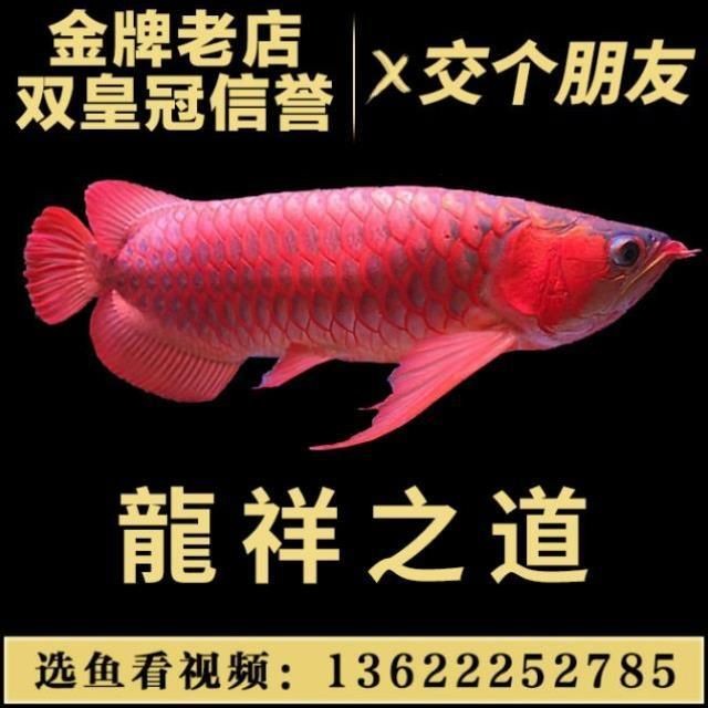 大型魚就是猛
