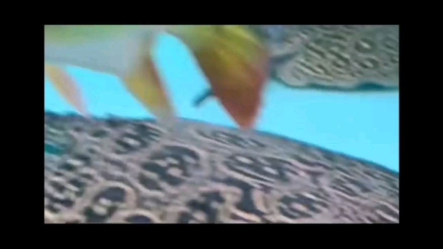 大型魚就是猛 紅龍魚百科 第2張 大型魚就是猛 大型魚就是猛 紅龍魚百科 第2張