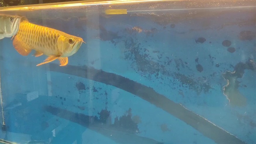 日常喂食后 日常喂食后 龍魚論壇