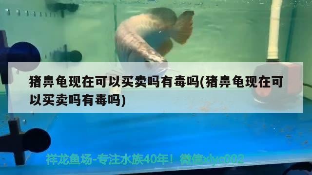 豬鼻龜現在可以買賣嗎有毒嗎(豬鼻龜現在可以買賣嗎有毒嗎)