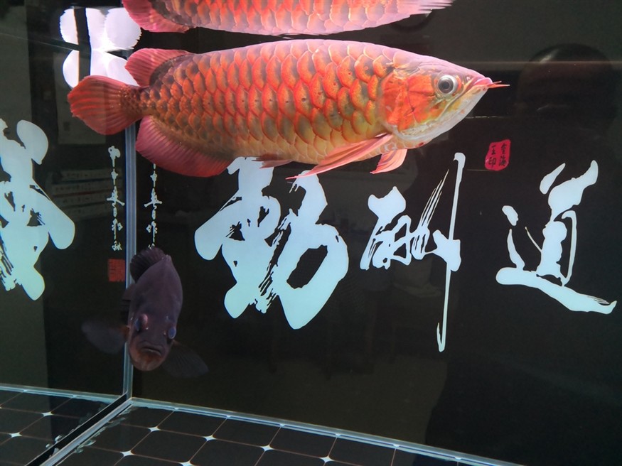 魚友們周末愉快！