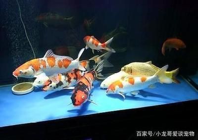100的魚缸養幾條錦鯉最好：100升的魚缸養幾條錦鯉最好