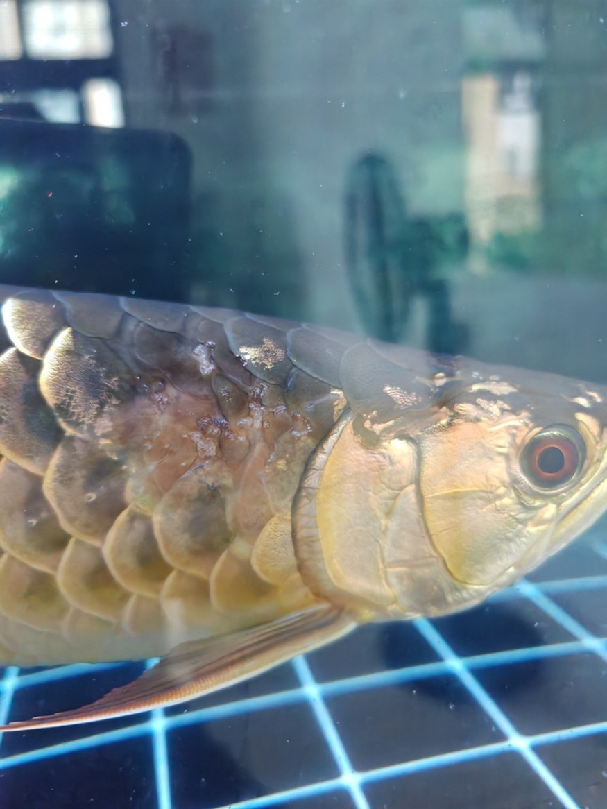 魚生病了，老好不了，不知道什么原因。 魚生病了，老好不了，不知道什么原因。 龍魚論壇 第1張