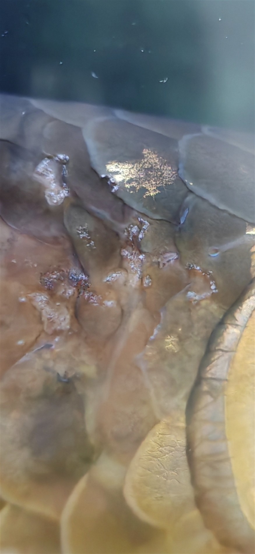 魚生病了，老好不了，不知道什么原因。 魚生病了，老好不了，不知道什么原因。 龍魚論壇 第2張
