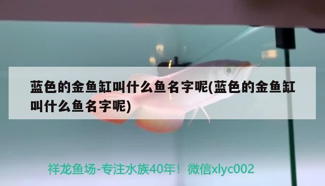 藍色的金魚缸叫什么魚名字呢(藍色的金魚缸叫什么魚名字呢)