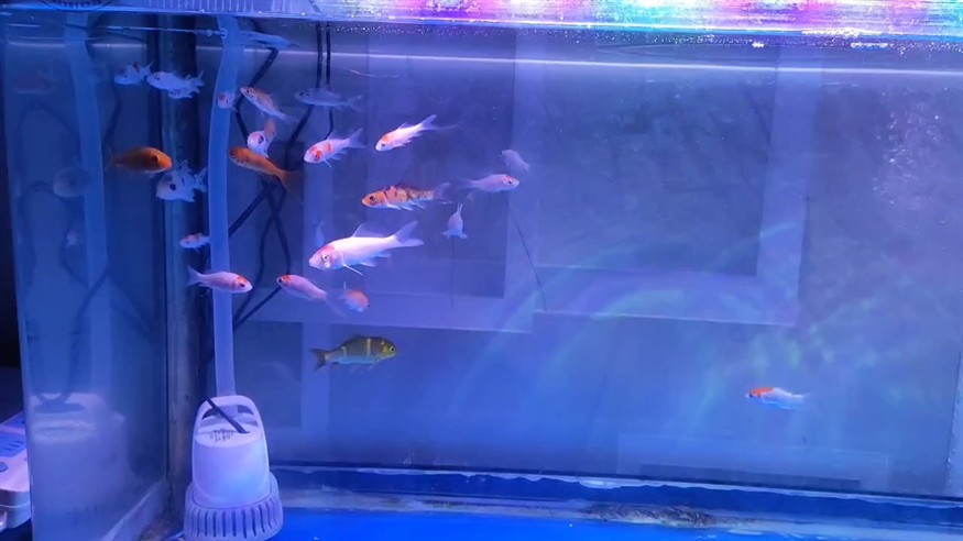 什么魚可以和銀龍魚一起養(龍魚和銀龍魚一起養嗎)