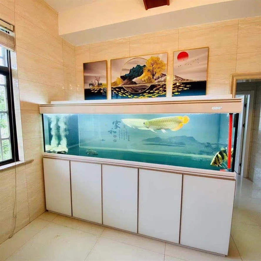 ?彩鰈龍魚缸頂流 ?彩鰈龍魚缸頂流 龍魚論壇 第1張