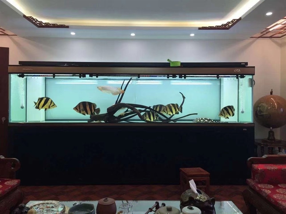 ?彩鰈龍魚缸頂流 ?彩鰈龍魚缸頂流 龍魚論壇 第2張