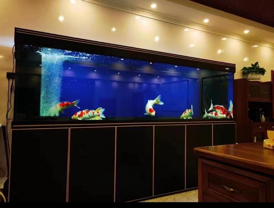 ?彩鰈龍魚缸頂流 ?彩鰈龍魚缸頂流 龍魚論壇 第5張