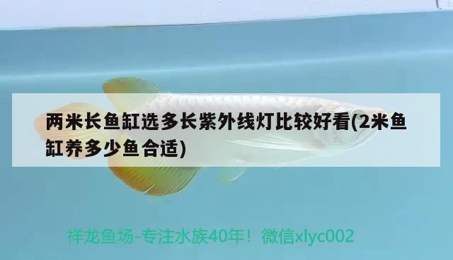 兩米長魚缸選多長紫外線燈比較好看(2米魚缸養多少魚合適)