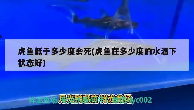 虎魚低于多少度會死(虎魚在多少度的水溫下狀態好)