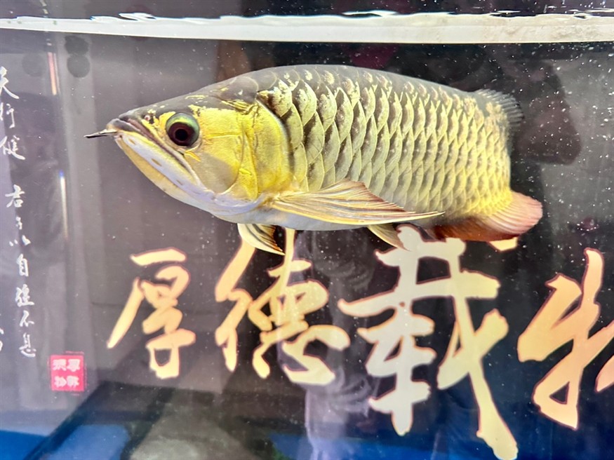 好久沒拍照了，又肥了。