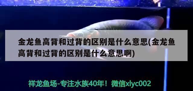金龍魚高背和過(guò)背的區(qū)別是什么意思(金龍魚高背和過(guò)背的區(qū)別是什么意思啊)