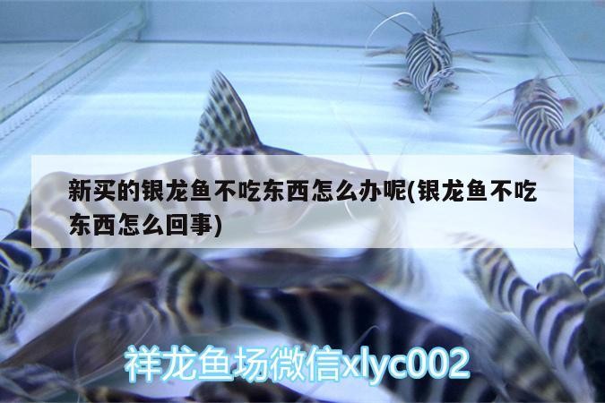 新買的銀龍魚不吃東西怎么辦呢(銀龍魚不吃東西怎么回事) 新買的銀龍魚不吃東西怎么辦呢(銀龍魚不吃東西怎么回事) 銀龍魚百科