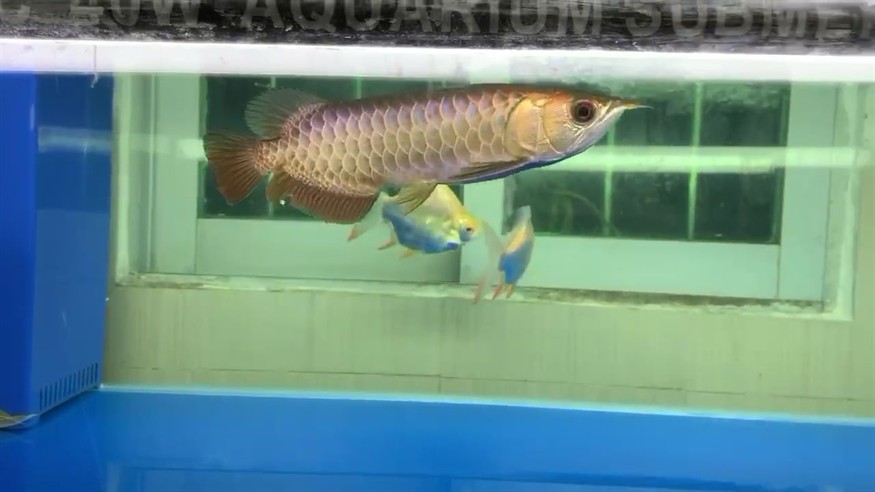 持續更新