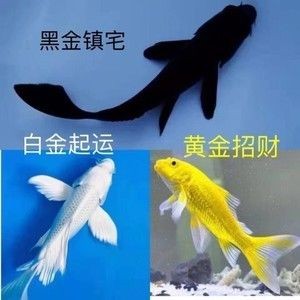 觀賞魚養一條黑魚什么說法啊（養一條黑魚在風水學上被認為是可以守財，而在實際飼養中）