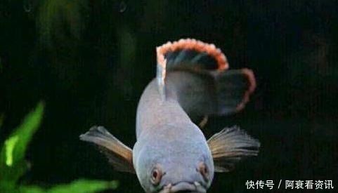 觀賞魚養一條黑魚什么說法?。B一條黑魚在風水學上被認為是可以守財，而在實際飼養中）