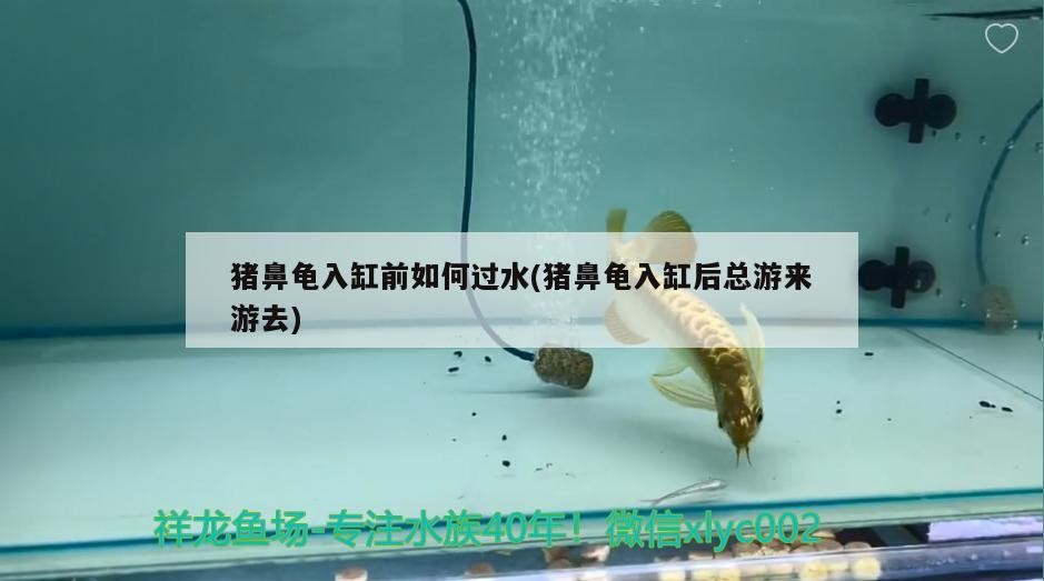 龍魚眼發(fā)白多久會恢復？，龍魚眼發(fā)白會自愈嗎 龍魚眼發(fā)白多久會恢復？，龍魚眼發(fā)白會自愈嗎 龍魚百科 第2張