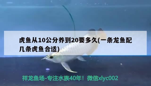 虎魚從10公分養到20要多久(一條龍魚配幾條虎魚合適)