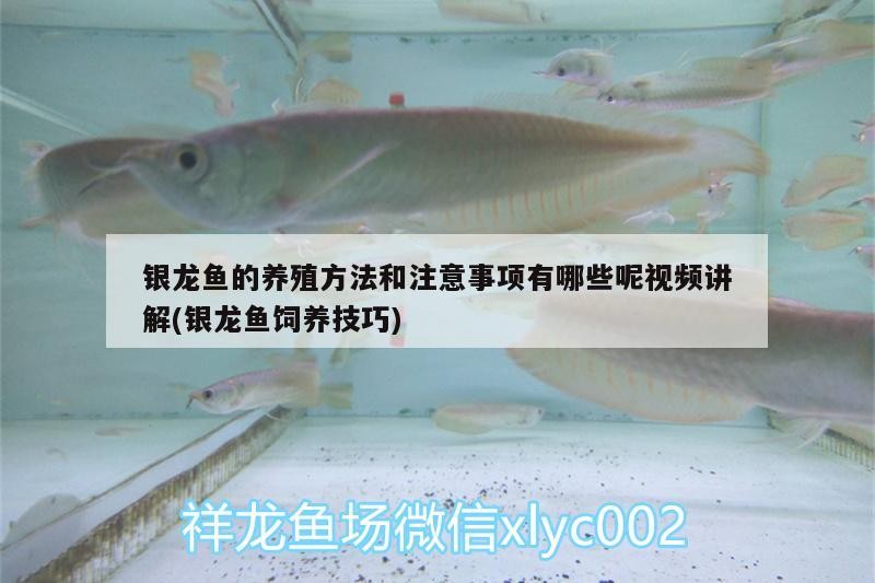 銀龍魚的養殖方法和注意事項有哪些呢視頻講解(銀龍魚飼養技巧) 銀龍魚的養殖方法和注意事項有哪些呢視頻講解(銀龍魚飼養技巧) 銀龍魚百科