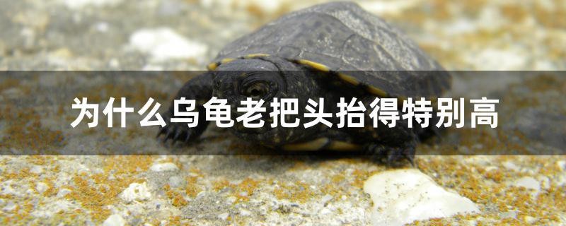 飼料 為什么烏龜老把頭抬得特別高 森森魚缸 為什么烏龜老把頭抬得特別高 為什么烏龜老把頭抬得特別高 森森魚缸