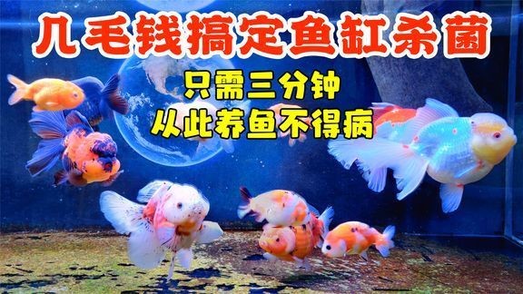 濮陽市華龍區心想寵物家（濮陽市華龍區心想寵物家園地址）