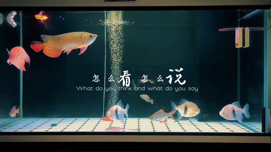 小金龍成長記 209