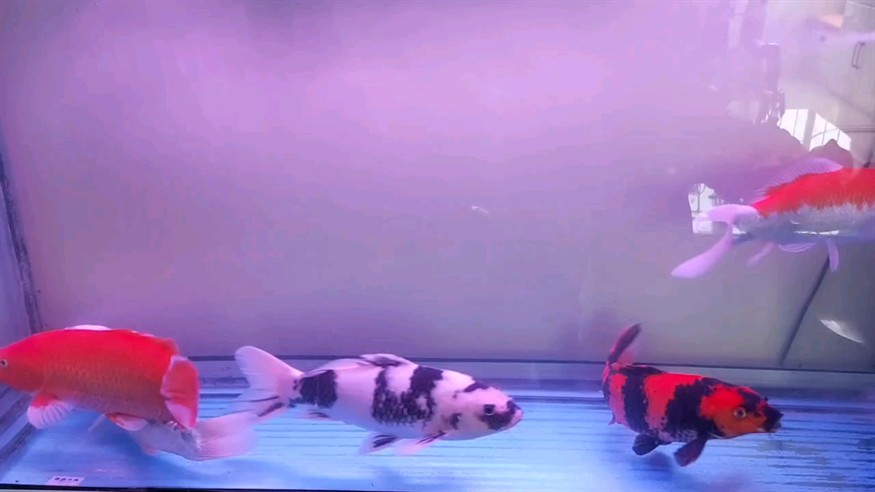魚趣 魚趣 龍魚論壇