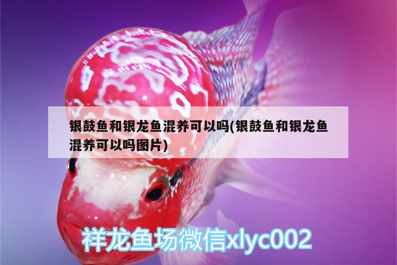 銀鼓魚和銀龍魚混養可以嗎(銀鼓魚和銀龍魚混養可以嗎圖片) 銀鼓魚和銀龍魚混養可以嗎(銀鼓魚和銀龍魚混養可以嗎圖片) 銀龍魚百科 第3張
