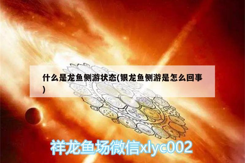 什么是龍魚側(cè)游狀態(tài)(銀龍魚側(cè)游是怎么回事) 什么是龍魚側(cè)游狀態(tài)(銀龍魚側(cè)游是怎么回事) 銀龍魚百科