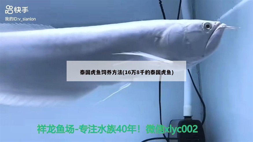泰國虎魚飼養方法(16萬8千的泰國虎魚)