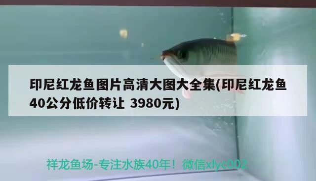 印尼紅龍魚(yú)圖片高清大圖大全集(印尼紅龍魚(yú)40公分低價(jià)轉(zhuǎn)讓3980元)